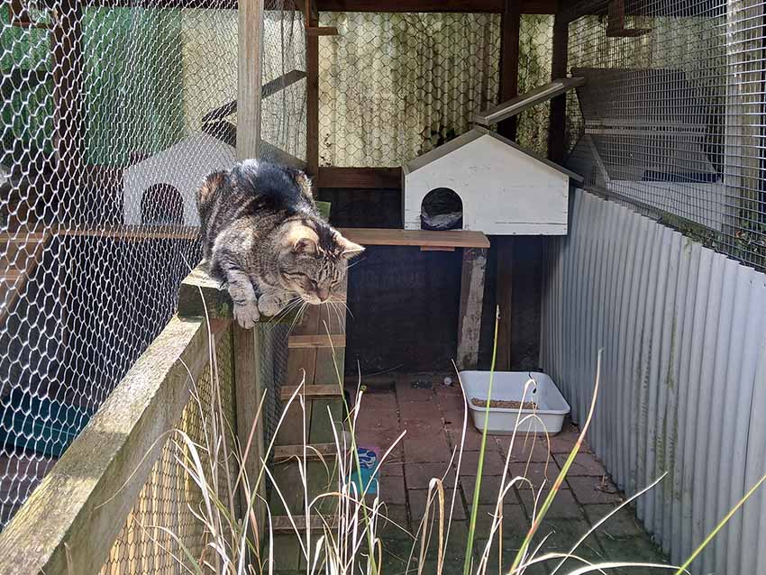 4 Paws Cat Motel Cattery Near Christchurch Airport